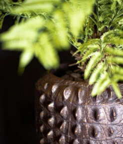 Fleur Ami Kunststoff-Topf Croc, Konisch, Bronze, Ca. Ø47/H56 Cm 9 Fleur Ami Kunststoff-Topf Croc, Konisch, Bronze, Ca. Ø47/H56 Cm -Biohort || Compo || Elho Verkäufe 6758999 WE MO 002 FleurAmiPflanzgefaessCroc