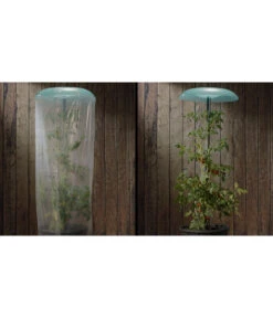 KHW Tomatenhut 9 KHW Tomatenhut -Biohort || Compo || Elho Verkäufe 6818819 WE DE 001 Tomatenhut 2erSet