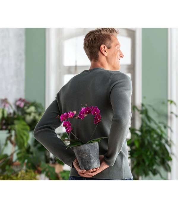 Dehner Keramik-Übertopf Nature Earth, Konisch, Grau, Ca. Ø14 Cm 5 Dehner Keramik-Übertopf Nature Earth, Konisch, Grau, Ca. Ø14 Cm – Bild 3