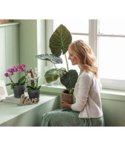 Dehner Keramik-Übertopf Nature Earth, Konisch, Grau, Ca. Ø14 Cm 9 Dehner Keramik-Übertopf Nature Earth, Konisch, Grau, Ca. Ø14 Cm -Biohort || Compo || Elho Verkäufe 6895577 WE MO 004 OrchideentopfNatureEarth