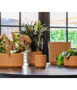 Dehner Keramik-Jardiniere Thies, Oval, Gelb, Ca. B26/H25/T12 Cm -Biohort || Compo || Elho Verkäufe 6895635 6895627 6895643 WE MO 001 TopfThiesSenfgelb