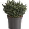 Zwerg-Balsam-Tanne 'Nana' 1 Zwerg-Balsam-Tanne 'Nana' -Biohort || Compo || Elho Verkäufe 7000789 WE FS 003 AbiesTanneBalsameaNanaDehnerExpressHerzig