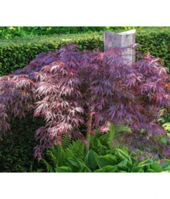 Dunkelroter Schlitz-Ahorn 'Dissectum Garnet', Ca. 30-40 Cm 8 Dunkelroter Schlitz-Ahorn 'Dissectum Garnet', Ca. 30-40 Cm -Biohort || Compo || Elho Verkäufe 7015761 PR MO 001 AcerPalmatumDissectumGarnetLucknerRetu