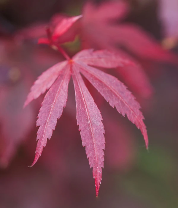 Fächerahorn 'Shaina' 5 Fächerahorn 'Shaina' – Bild 3