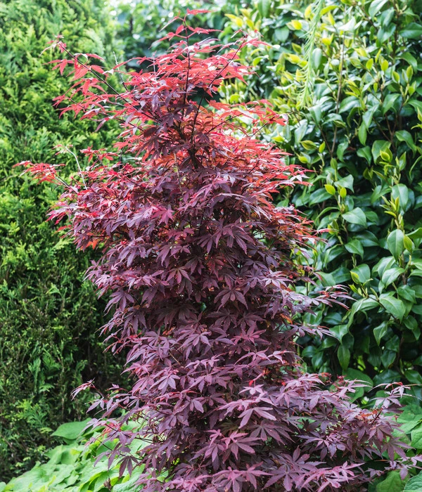 Fächerahorn 'Shaina' 4 Fächerahorn 'Shaina' – Bild 2