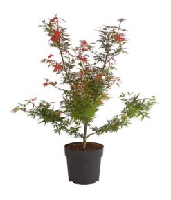 Fächerahorn 'Shaina'