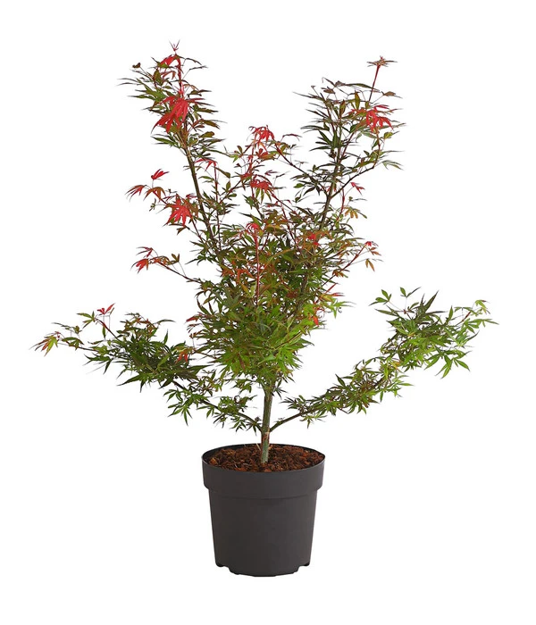 Fächerahorn 'Shaina' 3 Fächerahorn 'Shaina'