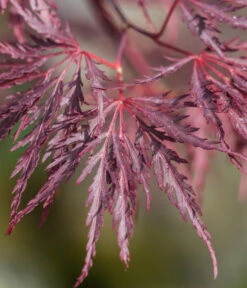 Dunkelroter Schlitz-Ahorn 'Dissectum Garnet', Ca. 30-40 Cm 11 Dunkelroter Schlitz-Ahorn 'Dissectum Garnet', Ca. 30-40 Cm -Biohort || Compo || Elho Verkäufe 7018443 WE DE 001 AcerPalmatumDissectumGarnet