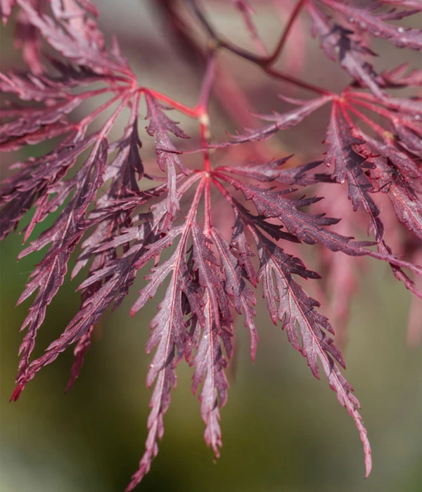 Dunkelroter Schlitz-Ahorn 'Dissectum Garnet', Ca. 30-40 Cm 7 Dunkelroter Schlitz-Ahorn 'Dissectum Garnet', Ca. 30-40 Cm – Bild 5