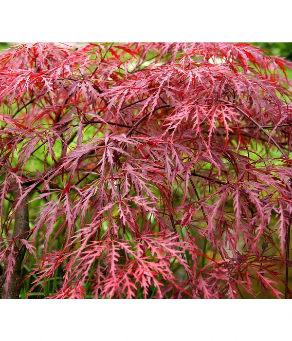 Dunkelroter Schlitz-Ahorn 'Dissectum Garnet', Ca. 30-40 Cm 3 Dunkelroter Schlitz-Ahorn 'Dissectum Garnet', Ca. 30-40 Cm