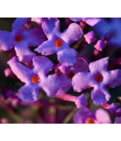 Sommerflieder 'Black Knight' 13 Sommerflieder 'Black Knight' -Biohort || Compo || Elho Verkäufe 7078918 WE DE 002 BuddleijaSommerflieder Pixabay