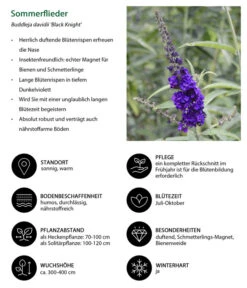 Sommerflieder 'Black Knight' 11 Sommerflieder 'Black Knight' -Biohort || Compo || Elho Verkäufe 7078918 WE IG 001 Sommerflieder
