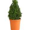 Buchs, Kegel -Biohort || Compo || Elho Verkäufe 7082167 PR FS 001 BuxusBuchsPyramide30cm3LDehnerExpressHerzig