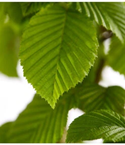 7,5 Meter Hainbuche, 30 X Ca. 150-175 Cm 11 7,5 Meter Hainbuche, 30 X Ca. 150-175 Cm -Biohort || Compo || Elho Verkäufe 7088883 WE DE 001 CarpinusBetulusHainbuche4LDehnerExpressZS