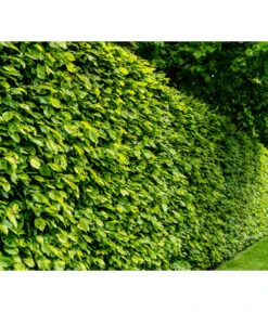 7,5 Meter Hainbuche, 30 X Ca. 150-175 Cm 8 7,5 Meter Hainbuche, 30 X Ca. 150-175 Cm -Biohort || Compo || Elho Verkäufe 7088883 WE MO 001 Luckner Hecke CarpinusBetulus