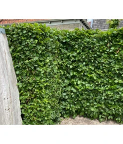 7,5 Meter Hainbuche, 30 X Ca. 150-175 Cm 10 7,5 Meter Hainbuche, 30 X Ca. 150-175 Cm -Biohort || Compo || Elho Verkäufe 7089188 WE MO 002 HainbuchenCarpinusBetulus2l