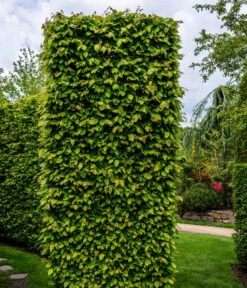 7,5 Meter Hainbuche, 30 X Ca. 150-175 Cm 9 7,5 Meter Hainbuche, 30 X Ca. 150-175 Cm -Biohort || Compo || Elho Verkäufe 7089188 WE MO Luckner Hecke CarpinusBetulusHainbuche