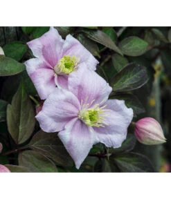 Anemonen-Waldrebe - Clematis