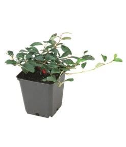 Biohort || Compo || Elho Verkäufe 16 Biohort || Compo || Elho Verkäufe -Biohort || Compo || Elho Verkäufe 7143803 BildFS 001 ZwergmispelRadicansCotDammRadicans