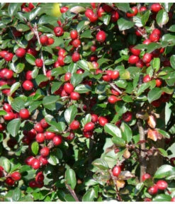 Kriechende Zwergmispel -Biohort || Compo || Elho Verkäufe 7143803 PR FS 001 KriechendeZwergmispelpixabay