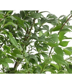 Niedriger Korkspindelstrauch 'Compactus' -Biohort || Compo || Elho Verkäufe 7175649 PR DE 001 EuonymusAlatusCompactus5LDehnerExpressHerzig