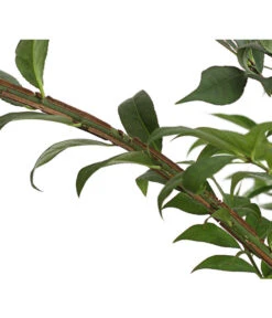 Niedriger Korkspindelstrauch 'Compactus' -Biohort || Compo || Elho Verkäufe 7175649 PR DE 002 EuonymusAlatusCompactus5LDehnerExpressHerzig