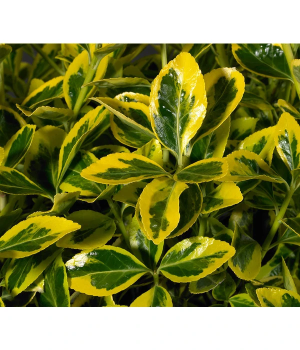 Japanischer Kriech-Spindelstrauch 'Marieke' 3 Japanischer Kriech-Spindelstrauch 'Marieke'