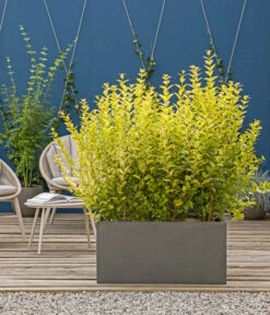 Japanischer Kriech-Spindelstrauch 'Marieke' 7 Japanischer Kriech-Spindelstrauch 'Marieke' -Biohort || Compo || Elho Verkäufe 7178619 WE MO 001 JapanischerSpindelstrauchGruenerSichtschutz