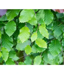 7 Meter Rotbuche, 14 X Ca. 200-225 Cm -Biohort || Compo || Elho Verkäufe 7185077 FagusSylvaticaDetailLuckner 2