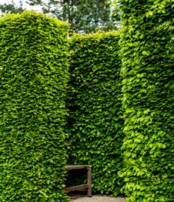 7,5 Meter Rotbuche, 30 X Ca. 125-150 Cm -Biohort || Compo || Elho Verkäufe 7185093 WE MO 002 RotbucheFagusSylvatica 1