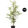 7 Meter Rotbuche, 14 X Ca. 200-225 Cm -Biohort || Compo || Elho Verkäufe 7185119 WE FS 001 7MeterRotbucheFagusSylvatica