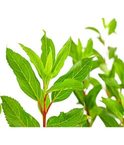 Forsythie 'Week-End' - Goldglöckchen -Biohort || Compo || Elho Verkäufe 7186711 WE DE 001 ForsythieIntermediaWeekend5LDehnerExpressHerzig