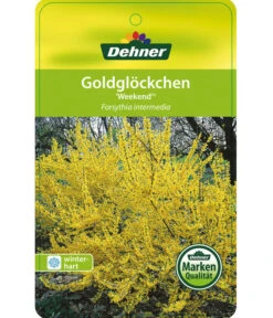 Forsythie 'Week-End' - Goldglöckchen -Biohort || Compo || Elho Verkäufe 7186869 GoldgloeckchenWeekend Etikett 1