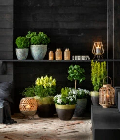 Lebensbaum 'Teddy' -Biohort || Compo || Elho Verkäufe 7196199 WE MO 001 GinkgoBilobaTaxusBaccataEibeThujaTeddyLebensbaumKonifere 2021 BL13