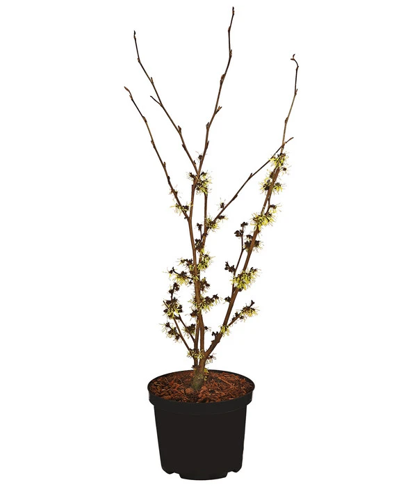 Chinesische Zaubernuss 3 Chinesische Zaubernuss