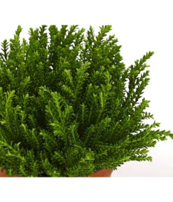 Strauchveronika 'Green Globe' -Biohort || Compo || Elho Verkäufe 7206352 PR DE 001 HebeGreenGlobeStrauchveronikaT9DehnerExpressHerzig