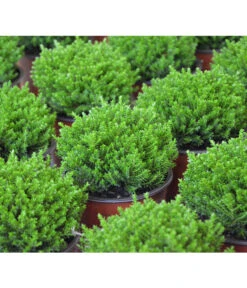 Strauchveronika 'Green Globe' -Biohort || Compo || Elho Verkäufe 7206352 PR DE 002 HebeGreenGlobeStrauchveronikaT9DehnerExpressHerzig