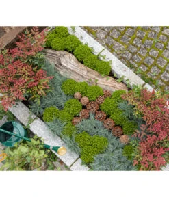 Strauchveronika 'Green Globe' -Biohort || Compo || Elho Verkäufe 7206394 7206352 WE MO 001 StrauchveronikaHebe GC15 2022