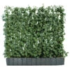 Hecke Am Laufenden Meter® 'Woerneri' - Efeu, Ca. 100 Cm -Biohort || Compo || Elho Verkäufe 7208317 WE FS 001 HederaHelixWoerneriHeckeAmLaufendenMeterEfeu100 120 Helix