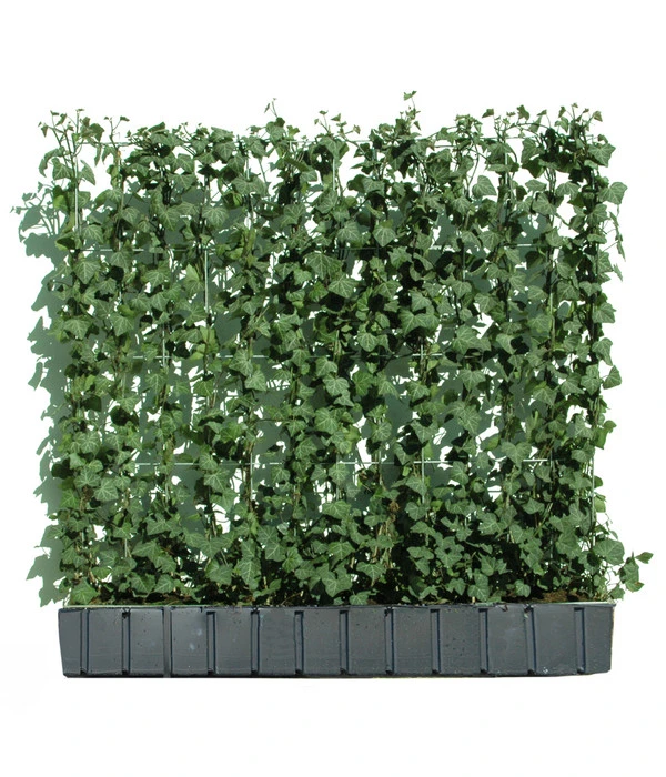 Hecke Am Laufenden Meter® 'Woerneri' - Efeu, Ca. 100 Cm 3 Hecke Am Laufenden Meter® 'Woerneri' - Efeu, Ca. 100 Cm