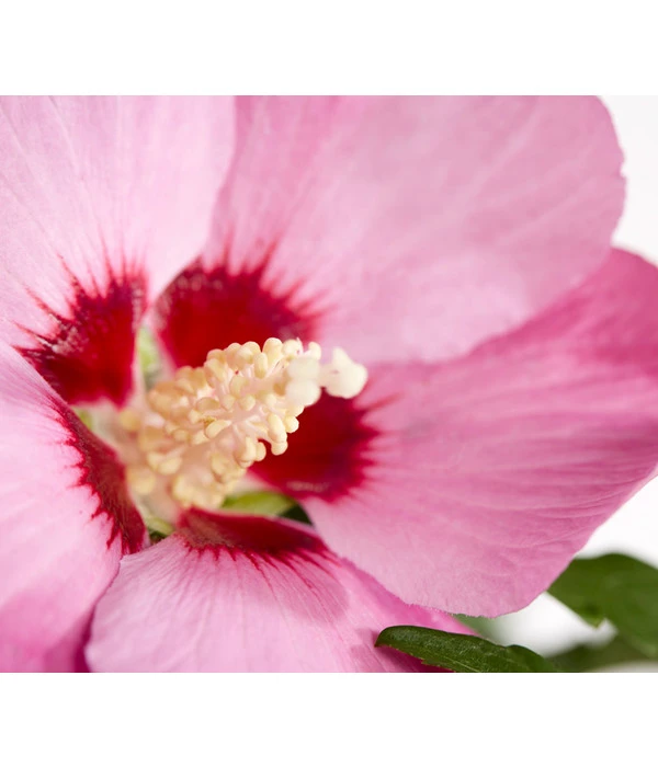 Hibiskus - Garten-Eibisch, Stämmchen 3 Hibiskus - Garten-Eibisch, Stämmchen