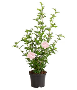 Hibiskus 'Pink Chiffon®' - Garten-Eibisch 5 Hibiskus 'Pink Chiffon®' - Garten-Eibisch -Biohort || Compo || Elho Verkäufe 7215163 WE FS 001 HibiscusSyriacusPinkGiantRoseneibischHibiskus3LDehnerExpressHerzig