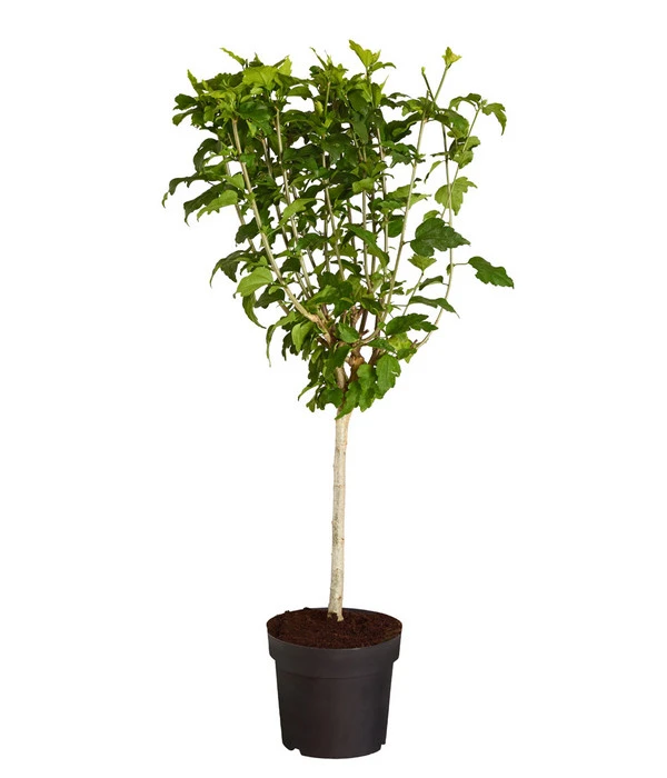 Hibiskus - Garten-Eibisch, Stämmchen 4 Hibiskus - Garten-Eibisch, Stämmchen – Bild 2