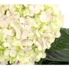 Bauern-Hortensie 'Avantgarde' -Biohort || Compo || Elho Verkäufe 7220148 WE DE 002 HydrangeaMacrophyllaAvantgardeHortensie5LDehnerExpressHerzig