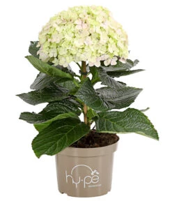 Bauern-Hortensie 'Avantgarde' 8 Bauern-Hortensie 'Avantgarde' -Biohort || Compo || Elho Verkäufe 7220148 WE FS 002 HydrangeaMacrophyllaAvantgardeHortensie5LDehnerExpressHerzig