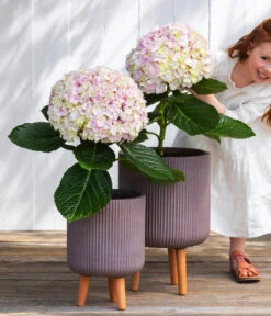 Bauern-Hortensie 'Avantgarde' 11 Bauern-Hortensie 'Avantgarde' -Biohort || Compo || Elho Verkäufe 7220148 WE MO 001 HortensieAvantgard5L