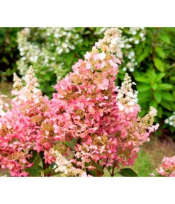 Rispen-Hortensie 'Pinky Winky'