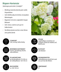 Rispen-Hortensie 'Limelight®' 14 Rispen-Hortensie 'Limelight®' -Biohort || Compo || Elho Verkäufe 7224165 WE IG 001 RispenHortensie