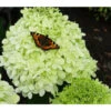 Rispen-Hortensie 'Limelight®' -Biohort || Compo || Elho Verkäufe 7224322 HydrangeaPaniculataClasen