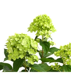 Rispen-Hortensie 'Limelight®' 15 Rispen-Hortensie 'Limelight®' -Biohort || Compo || Elho Verkäufe 7224322 WE DE 001 HydrangeaRispenhortensieLimelight3LDehnerExpressHerzig